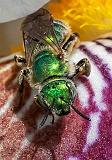 Green Bee On An Iris_P1130689crop